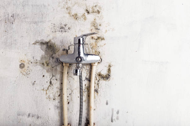 Best Best Mold Removal Companies  in Raymond, WI