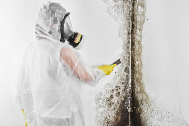 Best Mold Testing and Removal  in Raymond, WI