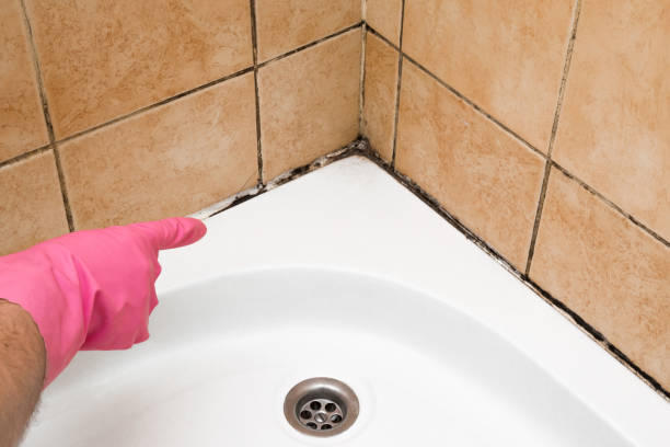 Best Certified Mold Removal  in Raymond, WI