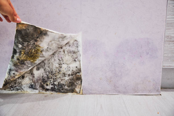 Best Commercial Mold Removal  in Raymond, WI
